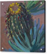 Barrel Cactus In Bloom #1 Acrylic Print