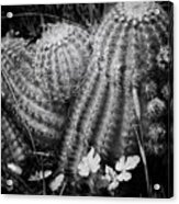 Barrel Cactus Acrylic Print