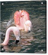 Bath Time For The Flamingos Acrylic Print