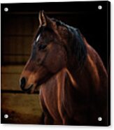 Bay Arabian Mare 2 Acrylic Print