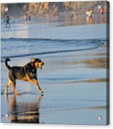 Beach Dog Playing Fetch Acrylic Print
