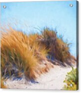 Beach Grass And Sand Dunes Acrylic Print