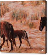 Beach Ponies - Wild Horses In The Dunes Acrylic Print