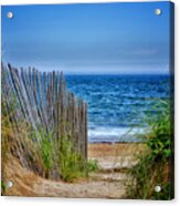 Beach Roses Acrylic Print