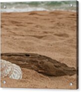 Beach, Sand, And Shell Acrylic Print