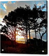 Beach Trees Sunset Acrylic Print