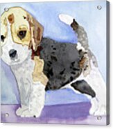 Beagle Pup Acrylic Print