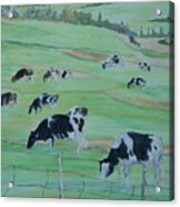 Beanie's Cows Acrylic Print