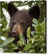 Bear Cub In Apple Tree6 Acrylic Print