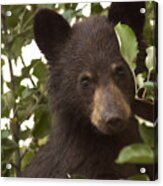 Bear Cub In Apple Tree7 Acrylic Print