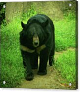 Bear On The Prowl Acrylic Print