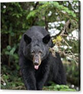 Bear Tongue Acrylic Print