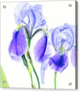 Bearded Iris Acrylic Print