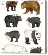 Bears Acrylic Print