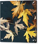 Beauties Of The Autumn Acrylic Print