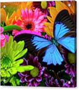 Beautiful Blue Butterfly In Bouquet Acrylic Print