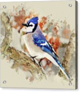 Beautiful Blue Jay - Watercolor Art Acrylic Print
