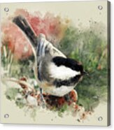 Beautiful Chickadee - Watercolor Art Acrylic Print