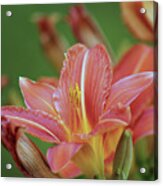 Beautiful Day Lilies Acrylic Print