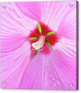 Beautiful Delicate Pink Hibiscus Flower Acrylic Print