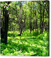 Beautiful Forest Acrylic Print