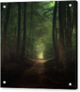 Beautiful Morning In Speulderbos Forest Acrylic Print