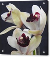 Beautiful Orchids Acrylic Print