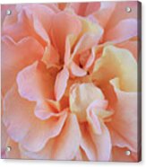 Beautiful Rose Petals Macro Acrylic Print