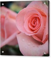 Beautiful Roses Acrylic Print