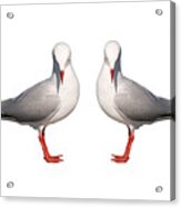 Beautiful Silver Gull. Original And Exclusive Photo Art. Acrylic Print
