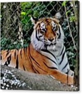 Beautiful Tiger Acrylic Print