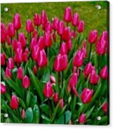 Beautiful Tulips Acrylic Print