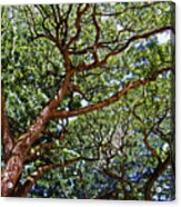 Beautiful Waimea Trees Acrylic Print