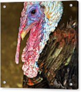 Beautifully Ugly Turkey Acrylic Print