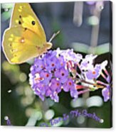 Beauty Comes To Visit Acrylic Print