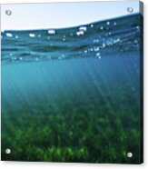 Beauty Under The Water Acrylic Print