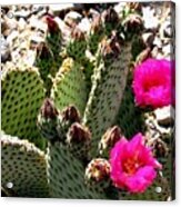 Beavertail Cactus Acrylic Print