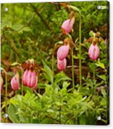 Bed Of Lady's Slippers Acrylic Print