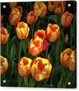 Bed Of Tulips Acrylic Print