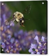 Bee Approaches Lavender Acrylic Print
