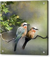 Bee-eater Birds Acrylic Print