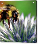 Bee Garden Acrylic Print