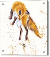 Bee Jumping - Leaping Fox Acrylic Print