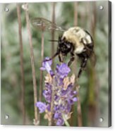 Bee Lands On Lavender Acrylic Print