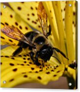 Bee On A Lily Acrylic Print