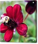 Bee On Crimson Flower Acrylic Print