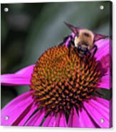 Bee On Echinacea Acrylic Print