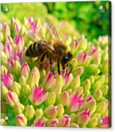 Bee On Flower Acrylic Print