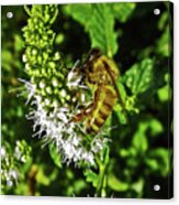 Bee On Mint Acrylic Print