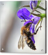 Bee On Purple Flower Acrylic Print